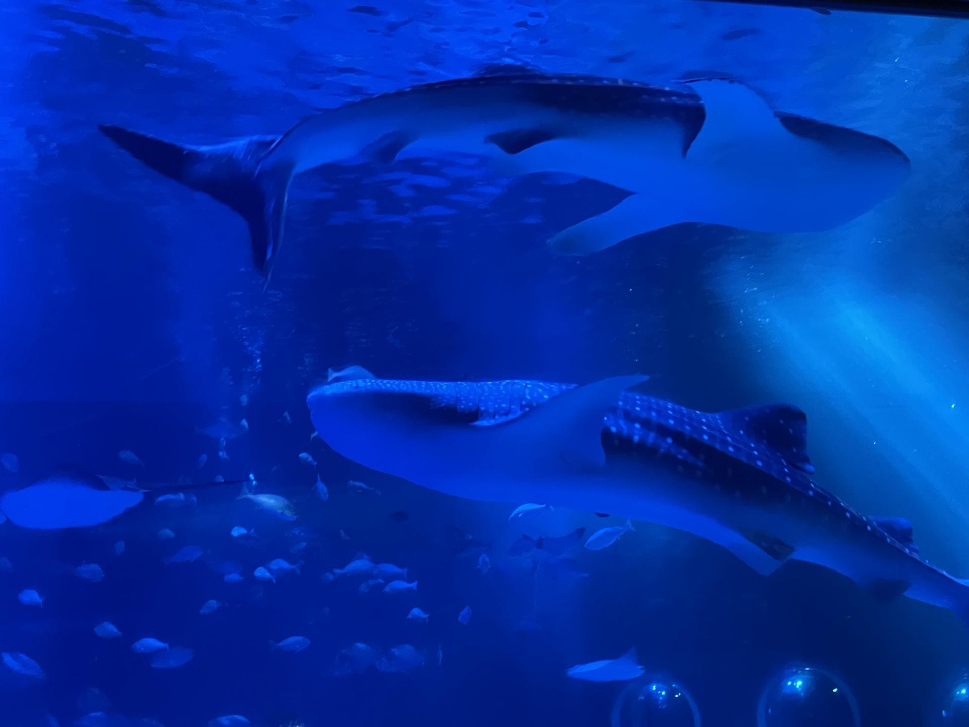 のとじま水族館
