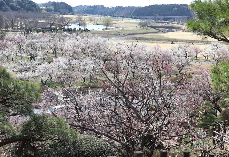 偕楽園
