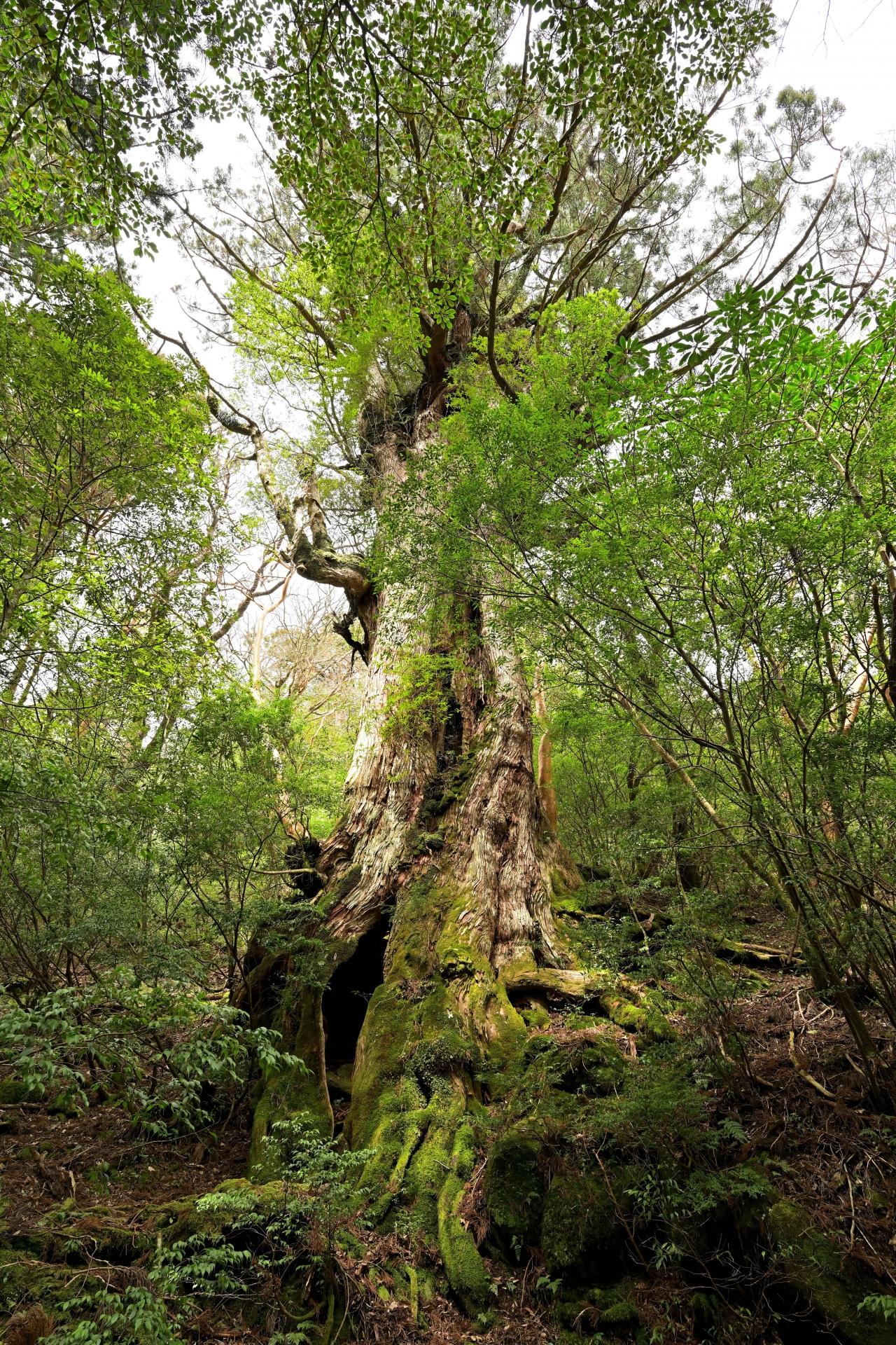 屋久島