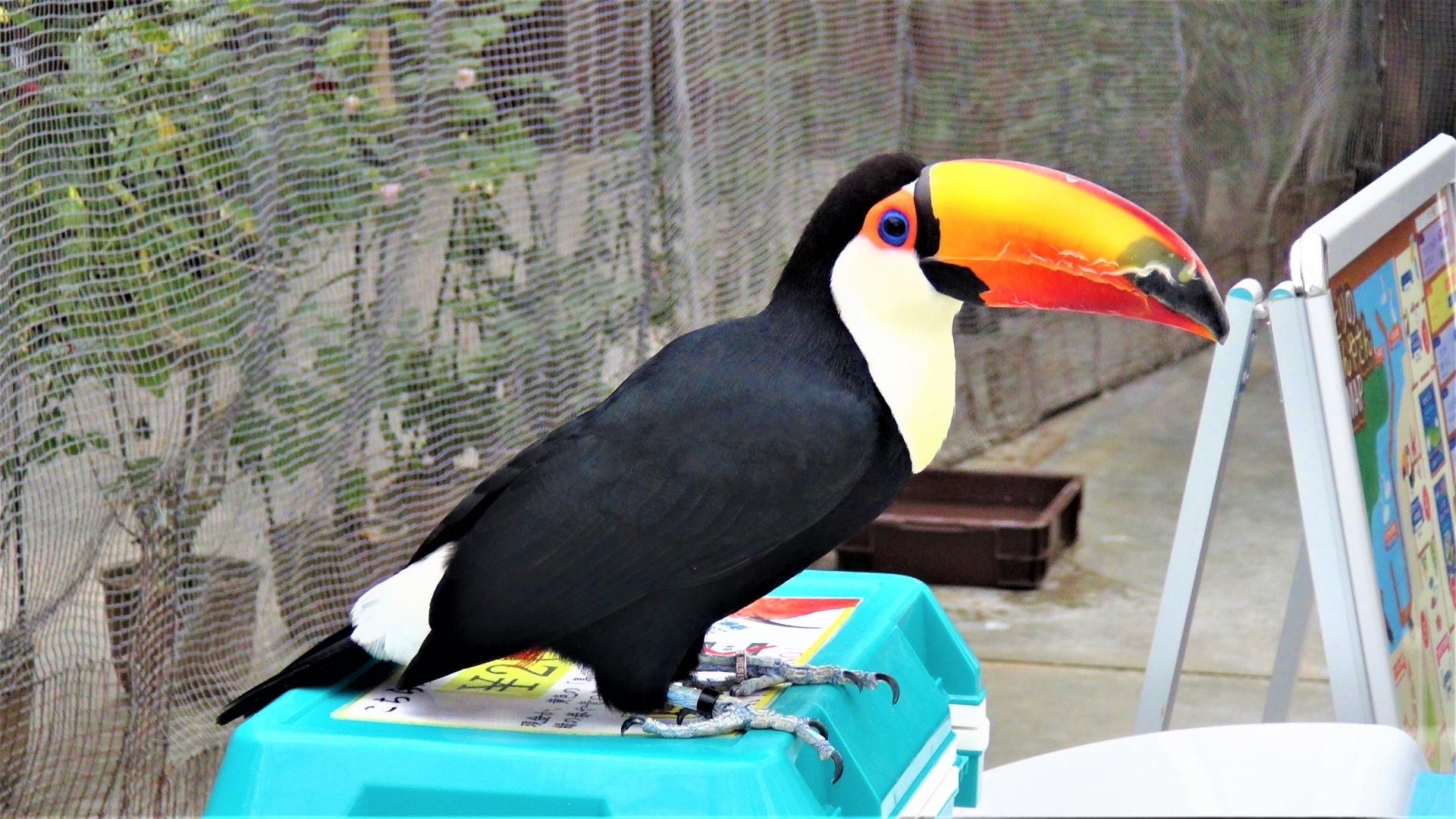 掛川花鳥園