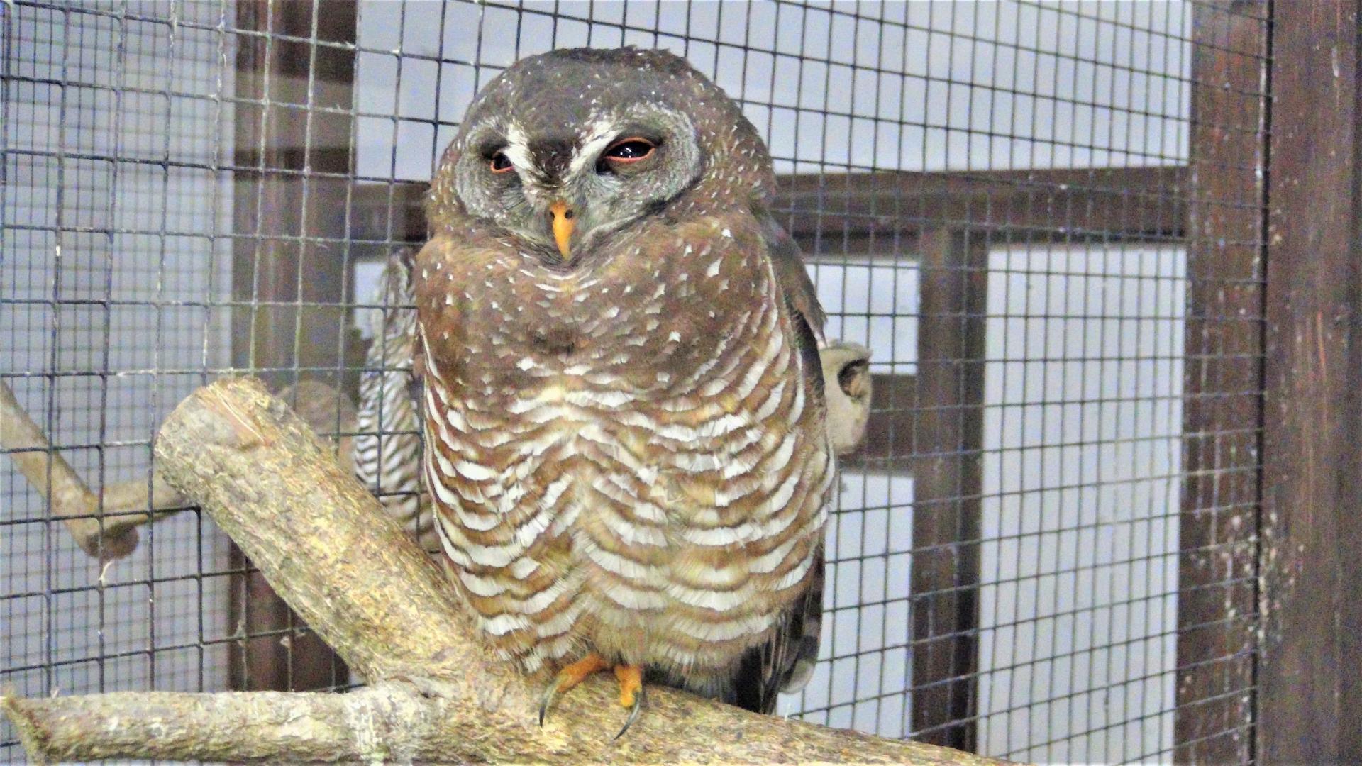 掛川花鳥園