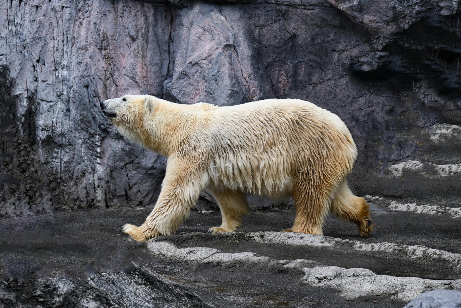 旭山動物園