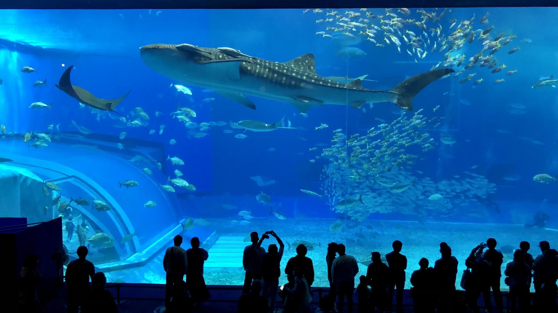 美ら海水族館