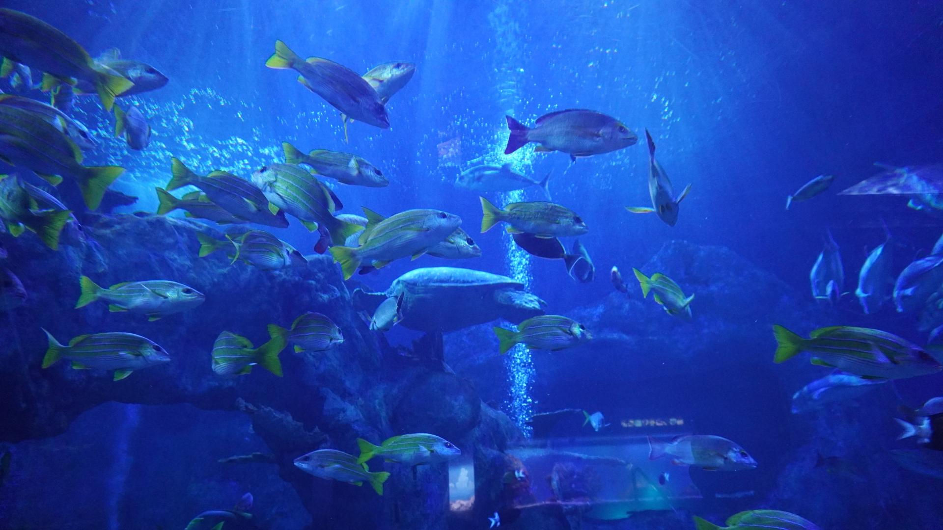 鳥羽水族館