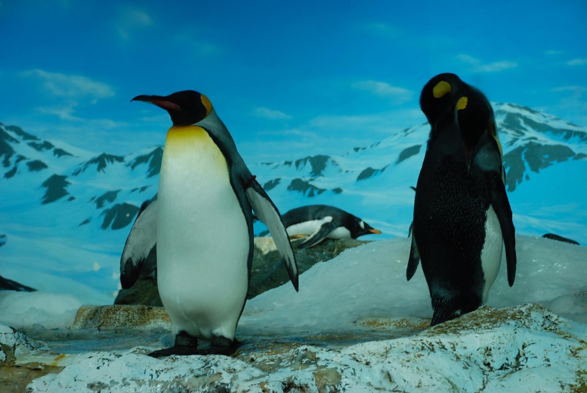 鴨川シーワールド